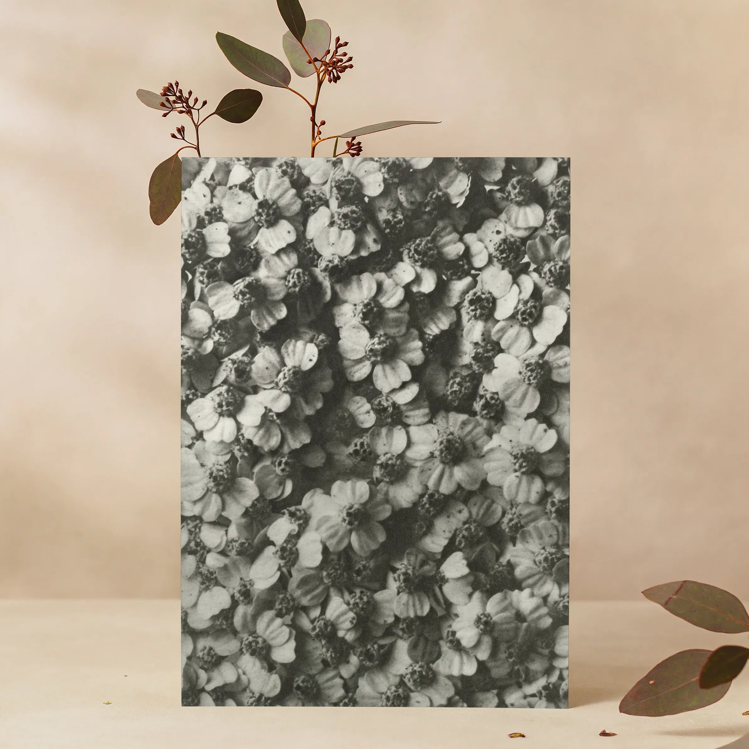 Achillea Millefolium (common Yarrow) By Karl Blossfeldt Greeting Card - A5 Portrait / 1 Card - Greeting & Note Cards
