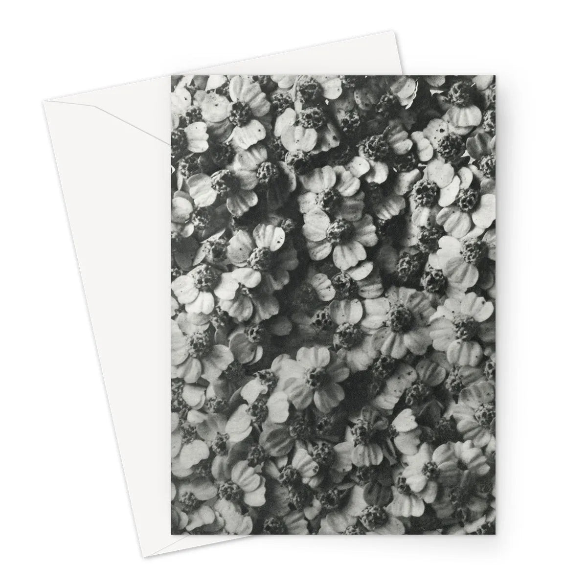 Achillea Millefolium (common Yarrow) By Karl Blossfeldt Greeting Card - A5 Portrait / 1 Card - Notebooks & Notepads