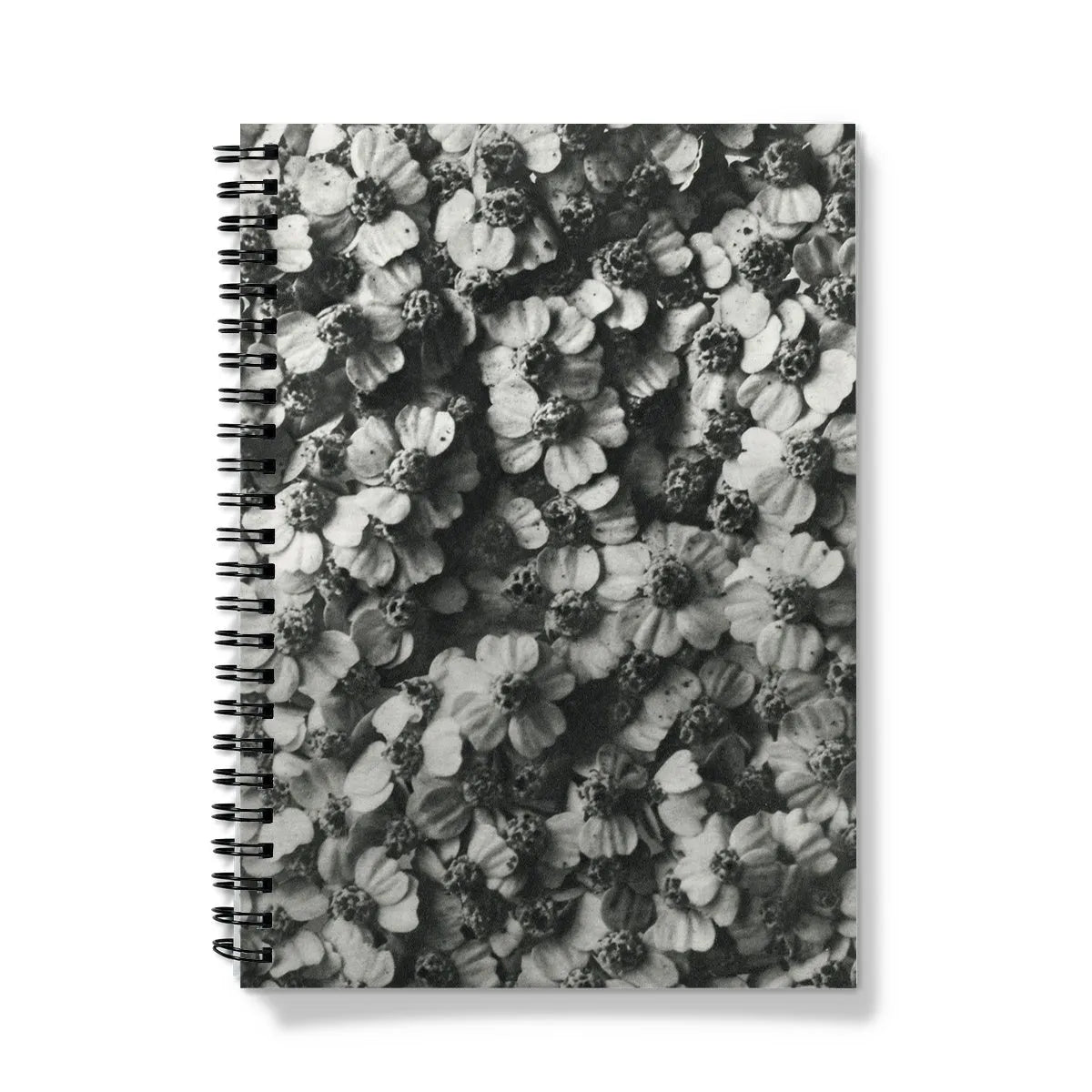 Achillea Millefolium (common Yarrow) By Karl Blossfeldt Notebook - Notebooks & Notepads - Aesthetic Art