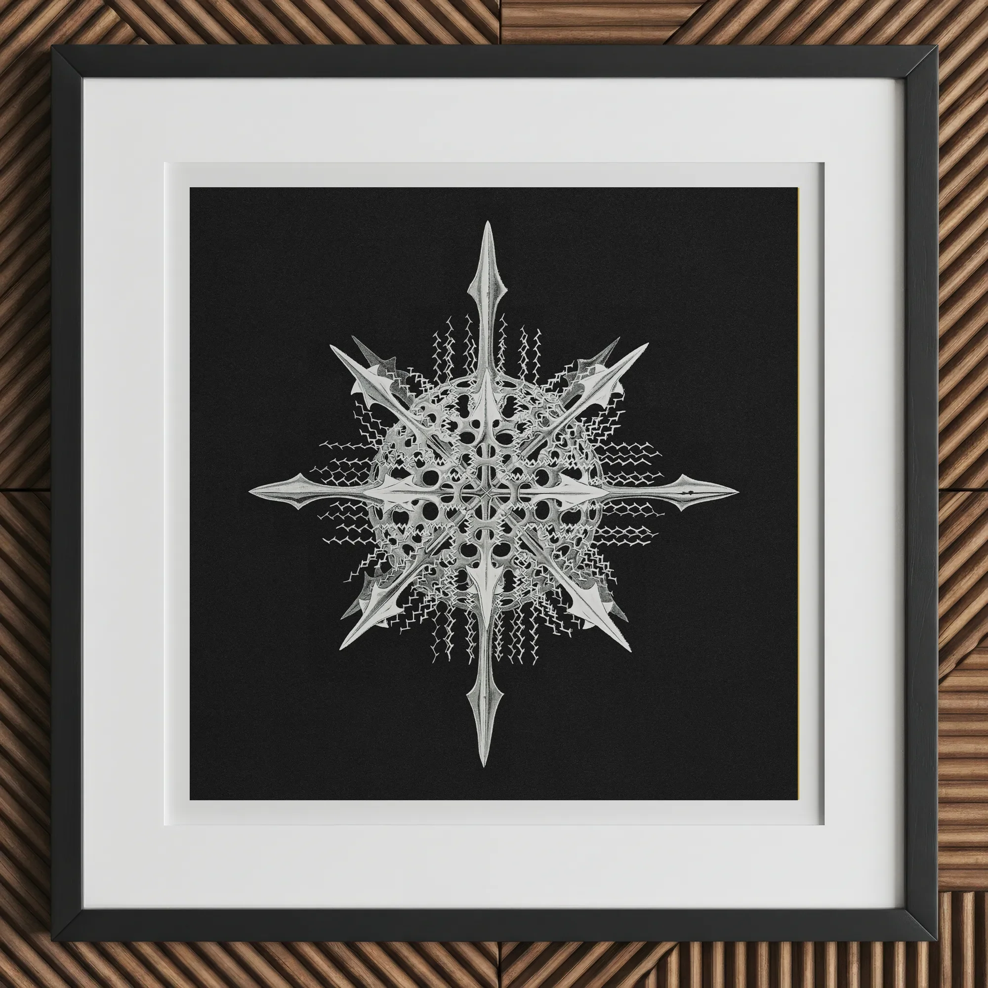 Actiniae - Ernst Haeckel Ocean Life Art Print, 12x12’’ / 31x31cm / Black Frame, Framed Black White Abstract Geometric Artwork Star-like