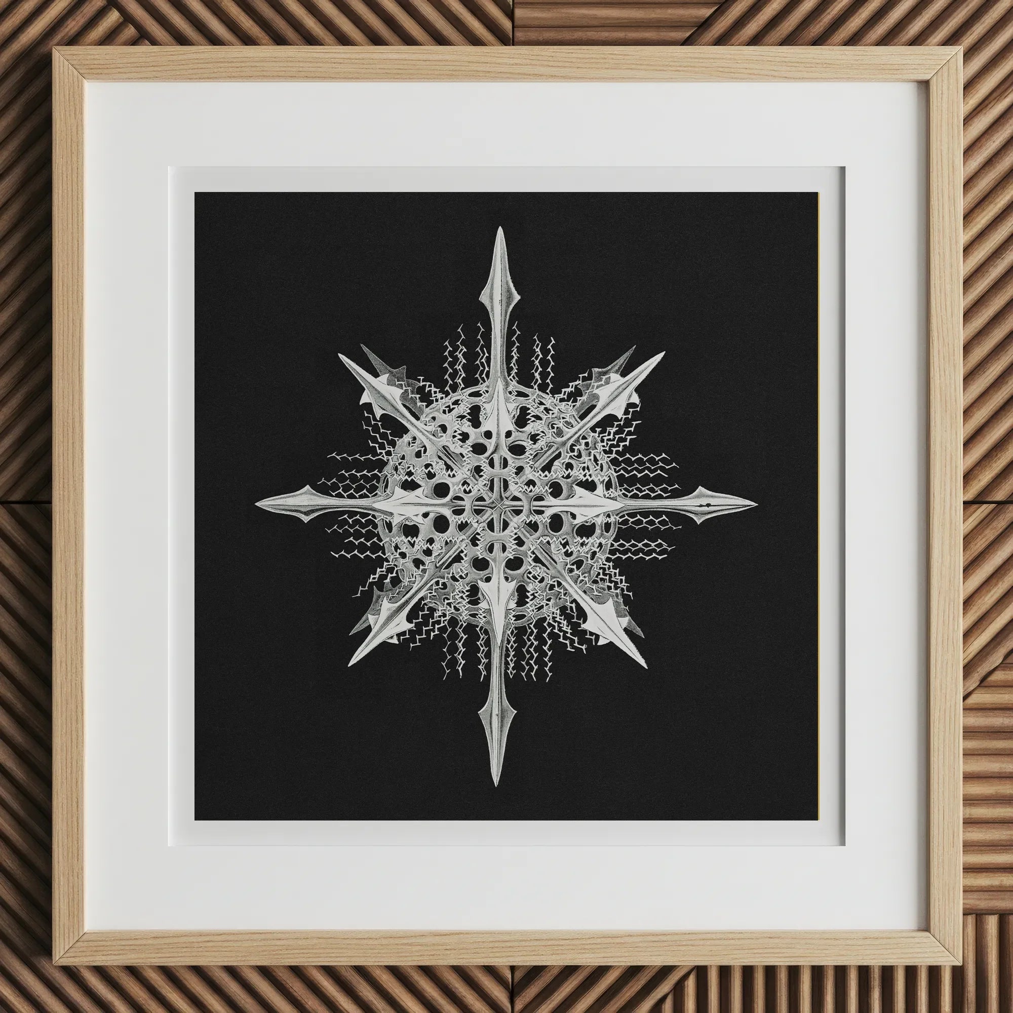 Actiniae - Ernst Haeckel Ocean Life Art Print, 12x12’’ / 31x31cm / Natural Frame, Framed Abstract Star-shaped Artwork Black Background