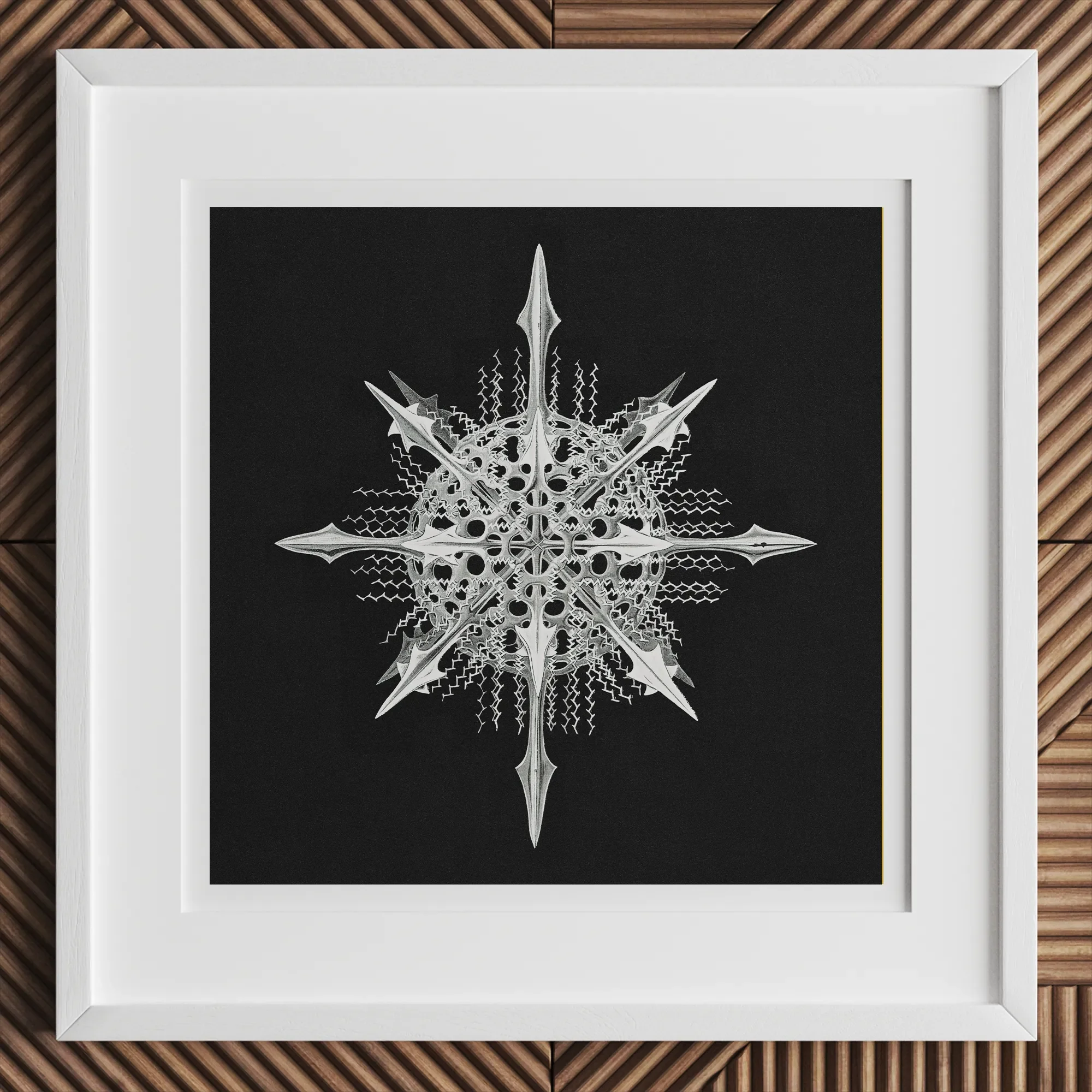 Actiniae - Ernst Haeckel Ocean Life Art Print, 12x12’’ / 31x31cm / White Frame, White-framed Artwork Stylized Spiky Star-like Design