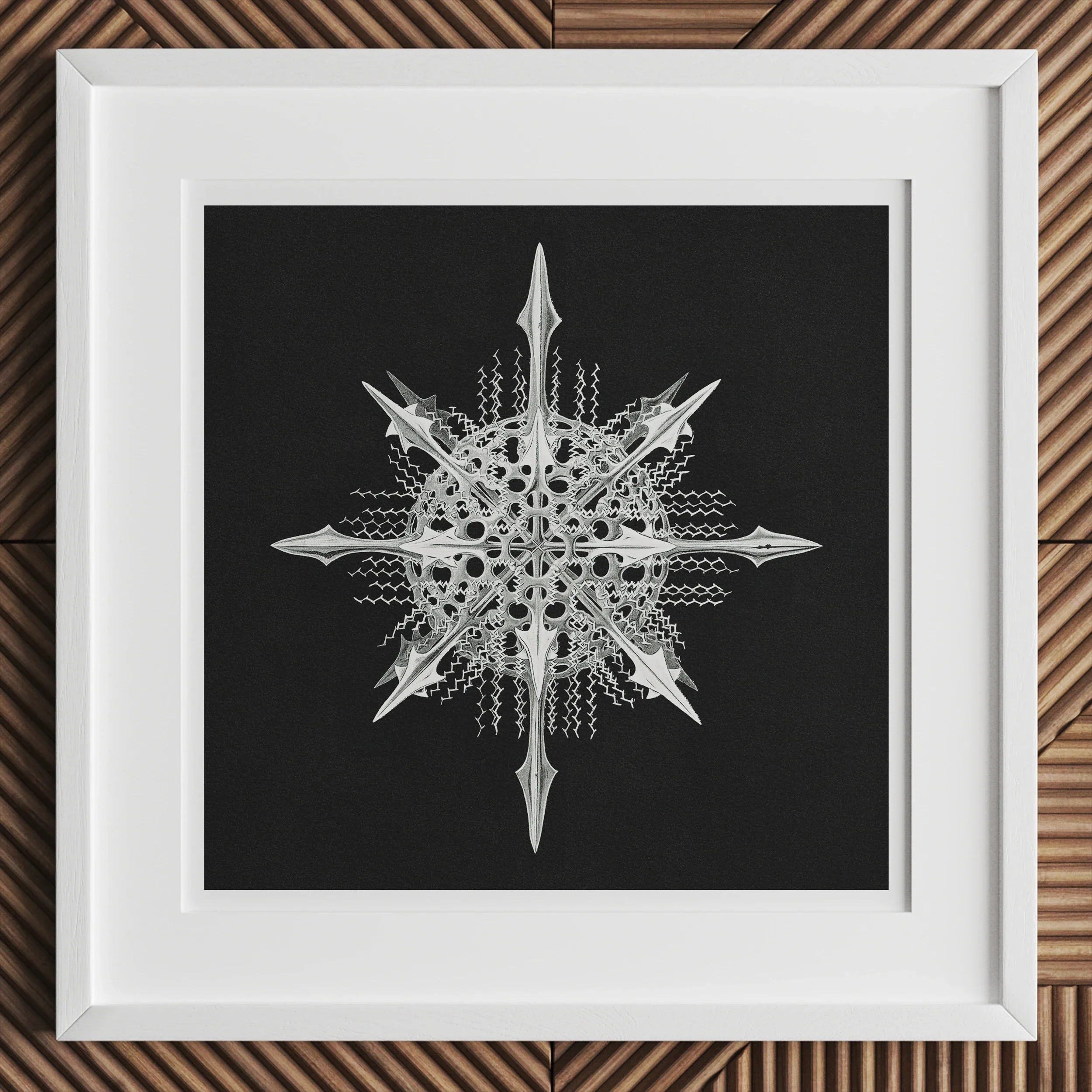 Actiniae - Ernst Haeckel Ocean Life Art Print, Intricate White Snowflake-like Design Pointed Arms Black Background