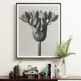 Allium Ostroroskianum (ornamental Onion) - Karl Blossfeldt Art Print, 16x20’’ / 41x51cm / Unframed, Framed Black White Photograph Tulip