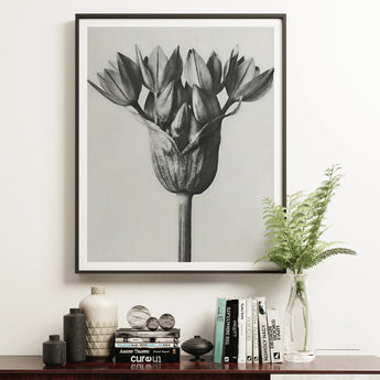 Allium Ostroroskianum (ornamental Onion) - Karl Blossfeldt Art Print, 16x20’’ / 41x51cm / Unframed, Framed Black White Photograph Tulip