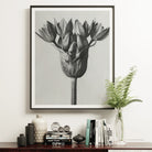 Allium Ostroroskianum (ornamental Onion) - Karl Blossfeldt Art Print, 16’’x20’’ / Unframed, Framed Black White Photograph Tulip Flower