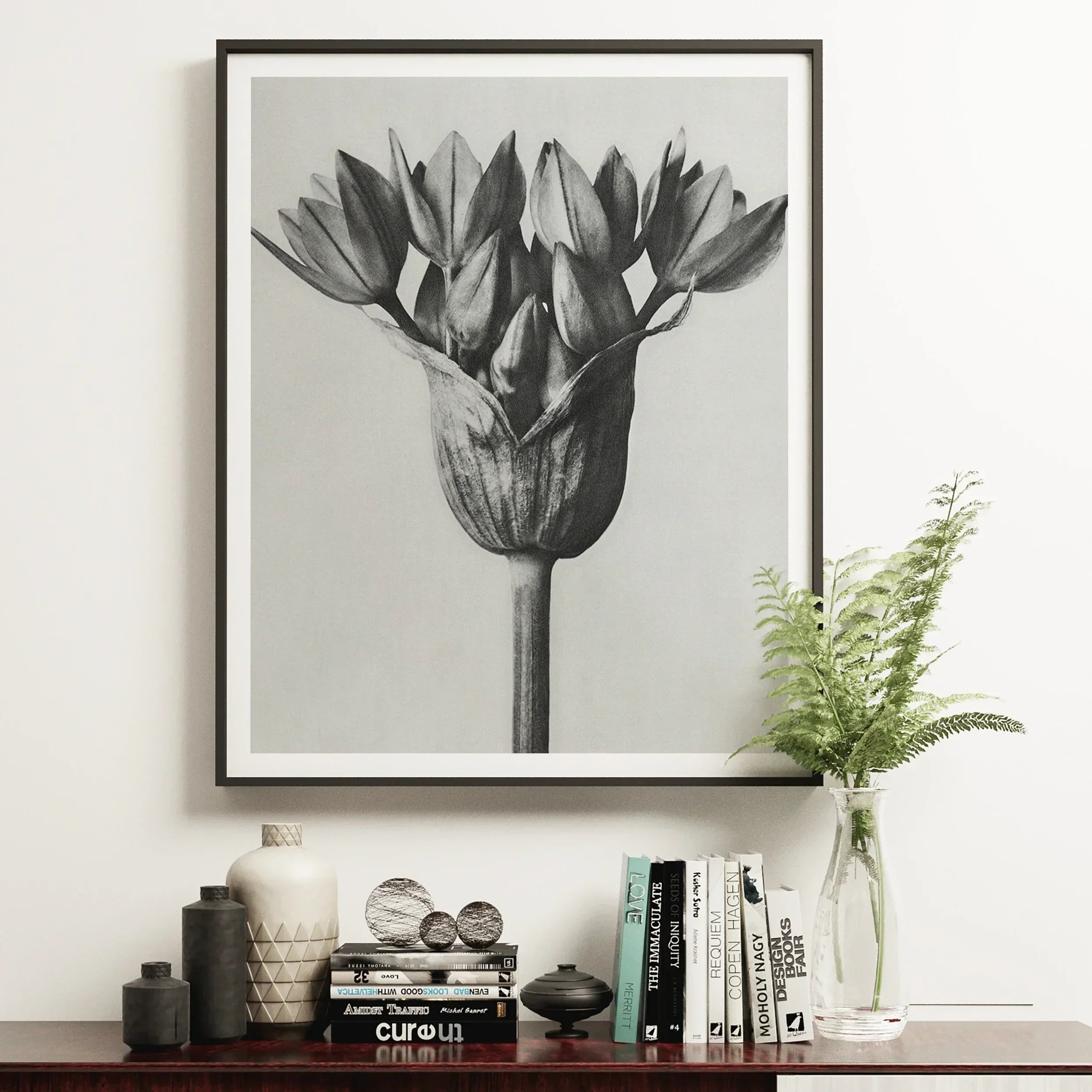 Allium Ostroroskianum (ornamental Onion) - Karl Blossfeldt Art Print, 16’’x20’’ / Unframed, Framed Black White Photograph Tulip Flower