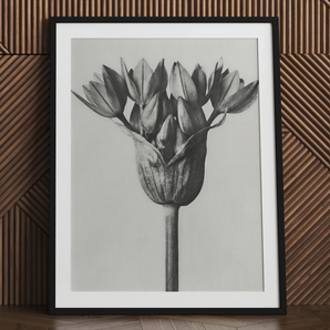 Allium Ostroroskianum (sier ui) - Karl Blossfeldt Art Print