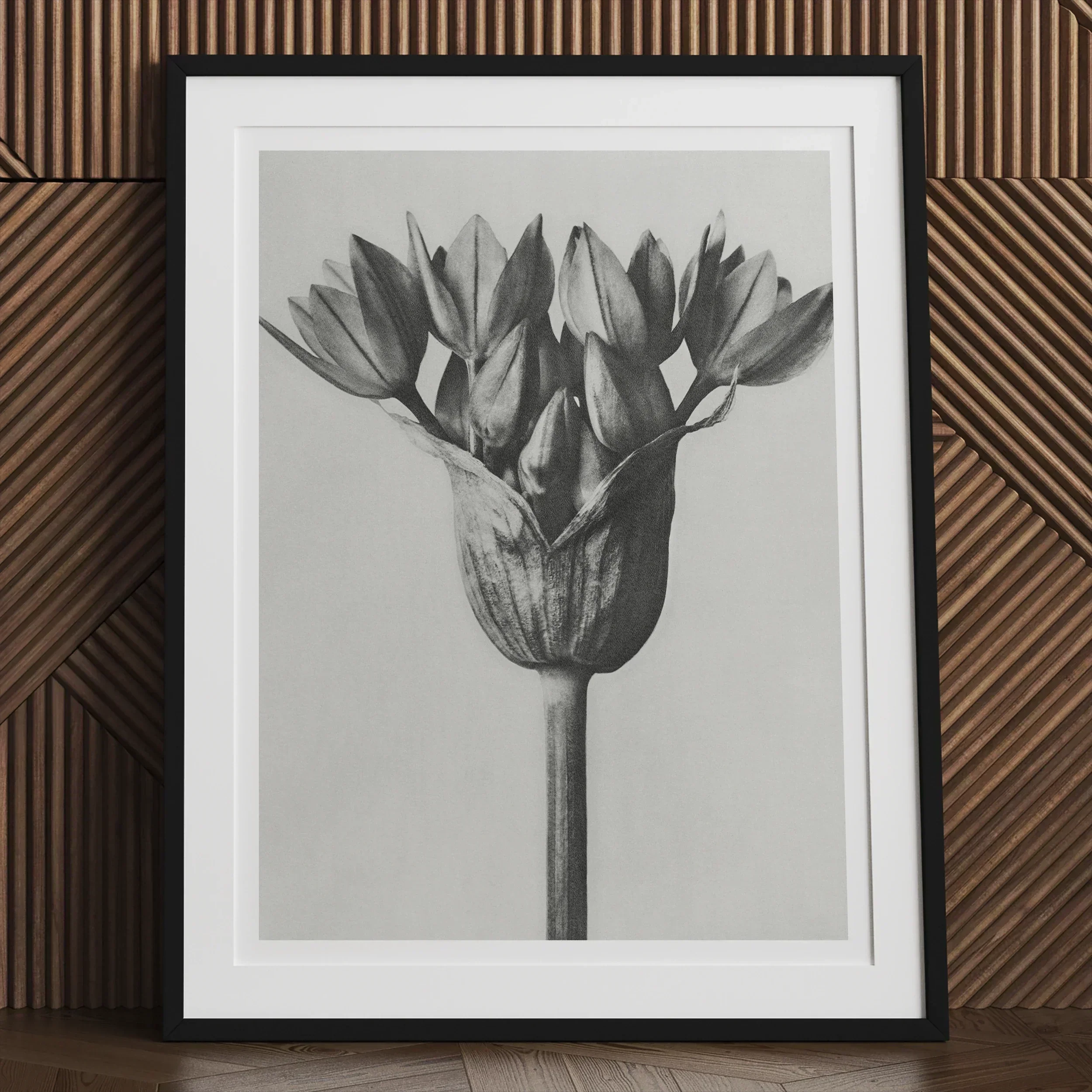 Allium Ostroroskianum (ornamental Onion) Karl Blossfeldt Art Print, 24x32’’ / 61x81cm / Unframed, Black White Photograph Flower Multiple