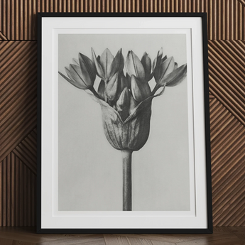 Allium Ostroroskianum (ornamental Onion) - Karl Blossfeldt Art Print, 24x32’’ / 61x81cm / Unframed, Black White Photograph Flower Multiple