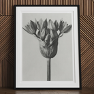 Allium Ostroroskianum (ornamental Onion) - Karl Blossfeldt Art Print, 24’’x32’’ / Unframed, Black White Photograph Flower Multiple Petals