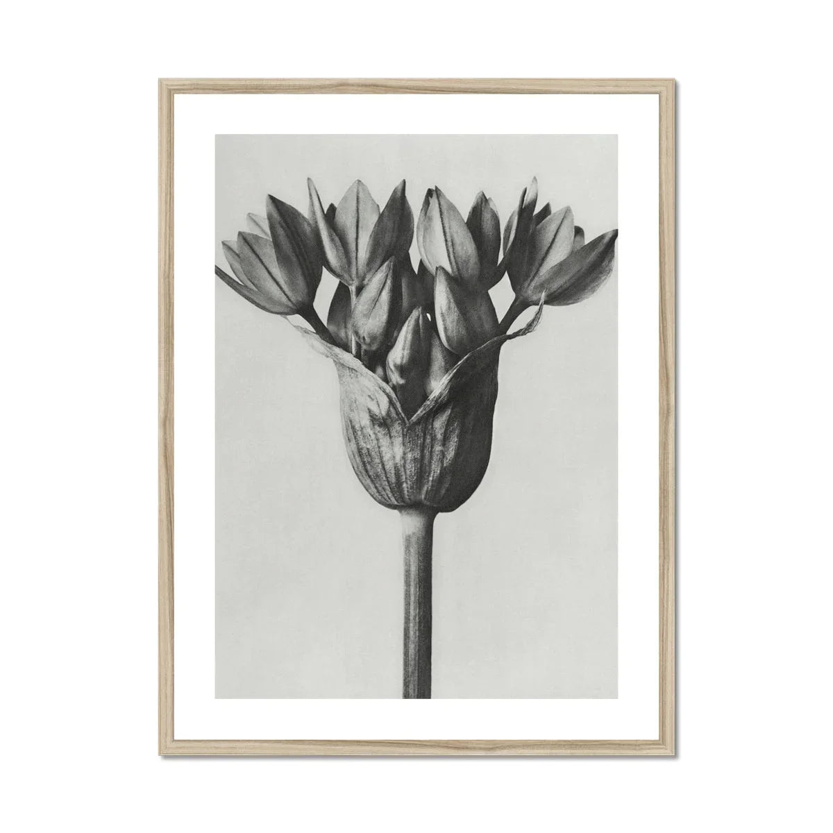 Allium Ostroroskianum (ornamental Onion) Karl Blossfeldt Art Print, Black White Botanical Photograph Allium Flower Head