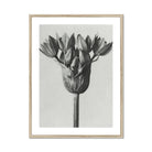 Allium Ostroroskianum (ornamental Onion) Karl Blossfeldt Art Print, Black White Botanical Photograph Allium Flower Head