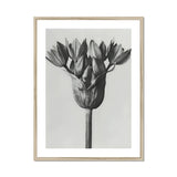 Allium Ostroroskianum (ornamental Onion) - Karl Blossfeldt Art Print, Black White Botanical Photograph Allium Flower Head