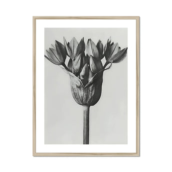 Allium Ostroroskianum (ornamental Onion) - Karl Blossfeldt Art Print, Black White Botanical Photograph Allium Flower Head
