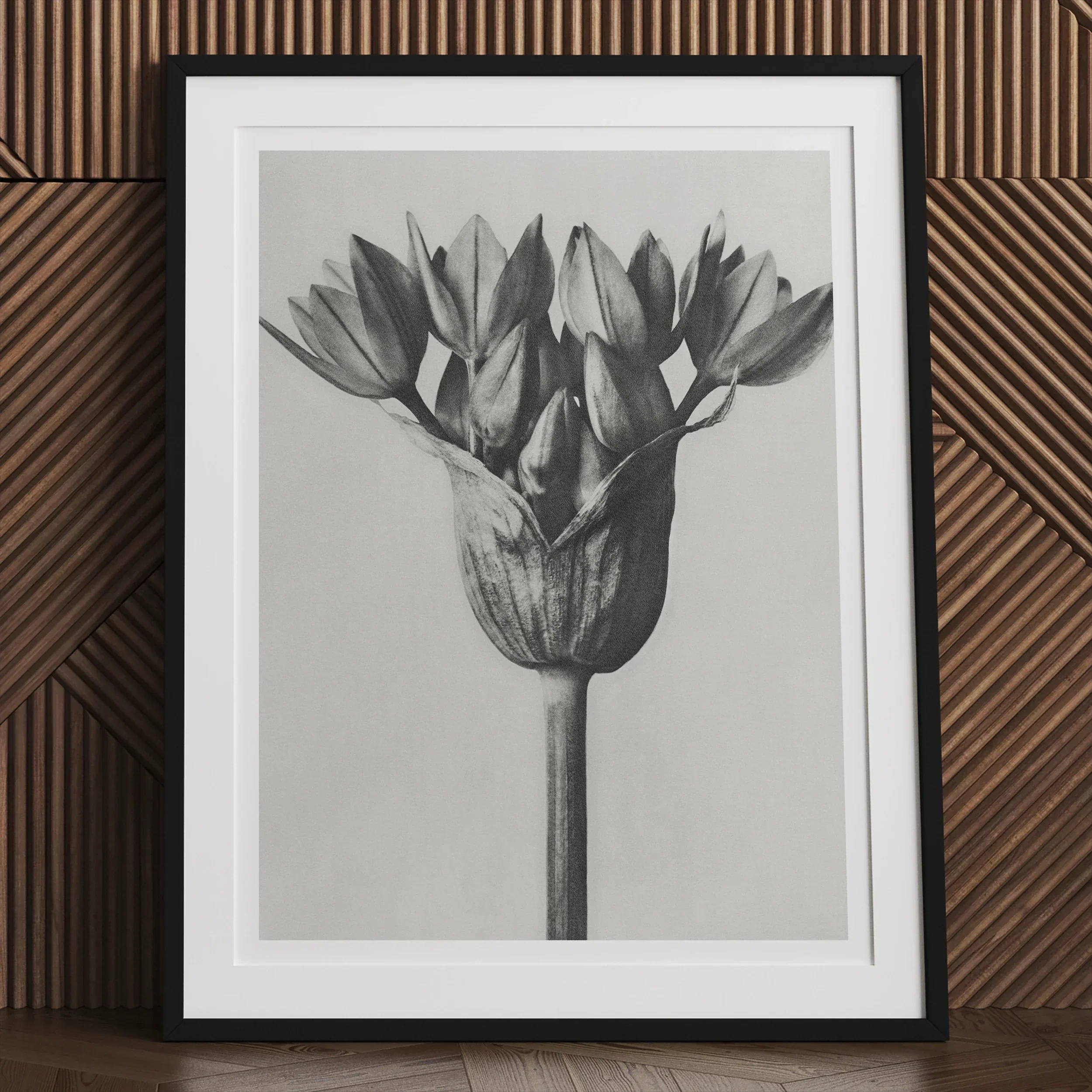 Allium Ostroroskianum (ornamental Onion) - Karl Blossfeldt Art Print - 24’’x32’’ / Unframed