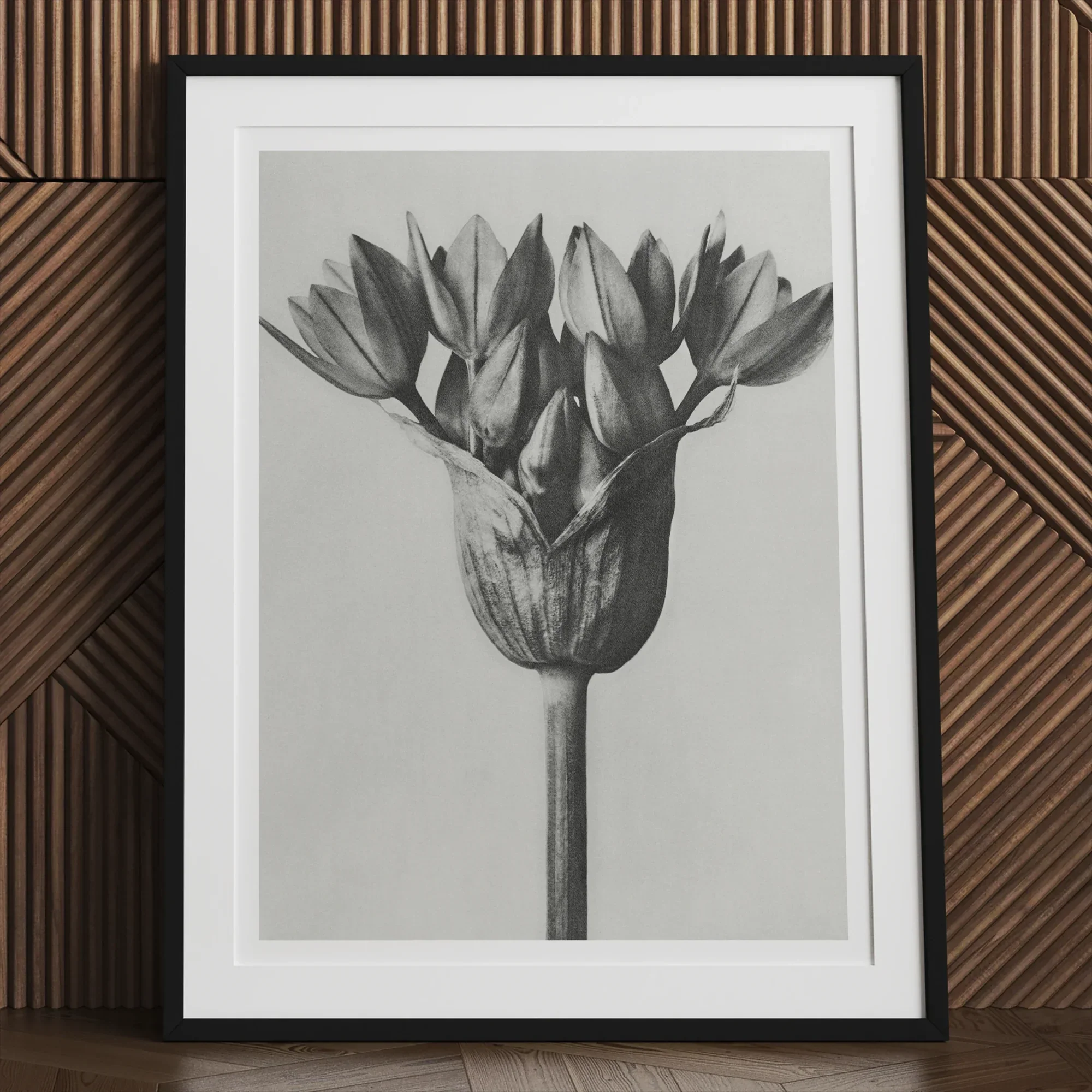 Allium Ostroroskianum (ornamental Onion) - Karl Blossfeldt Art Print 24’’x32’’ Posters Prints & Visual Artwork