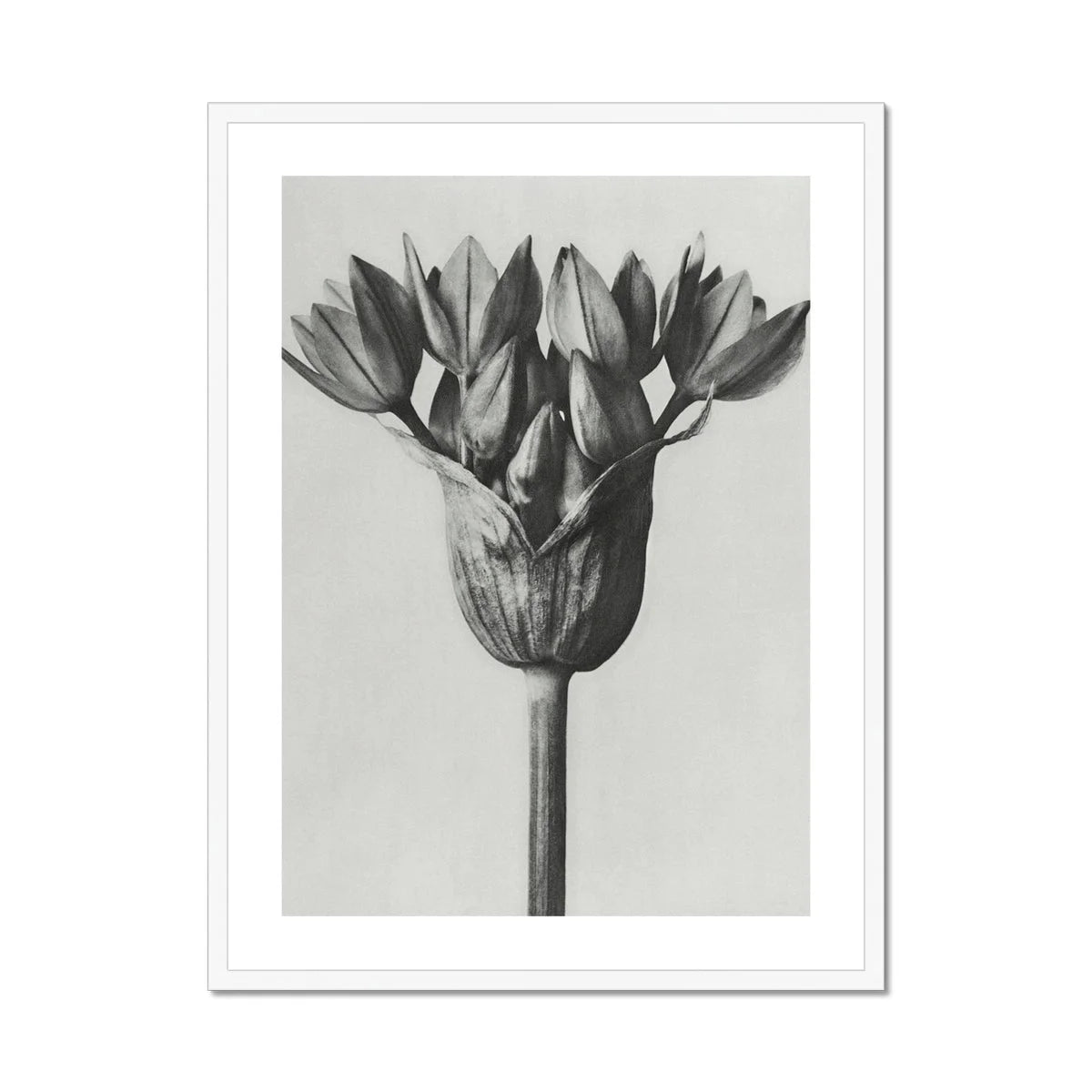 Allium Ostroroskianum (ornamental Onion) - Karl Blossfeldt Art Print Posters Prints & Visual Artwork