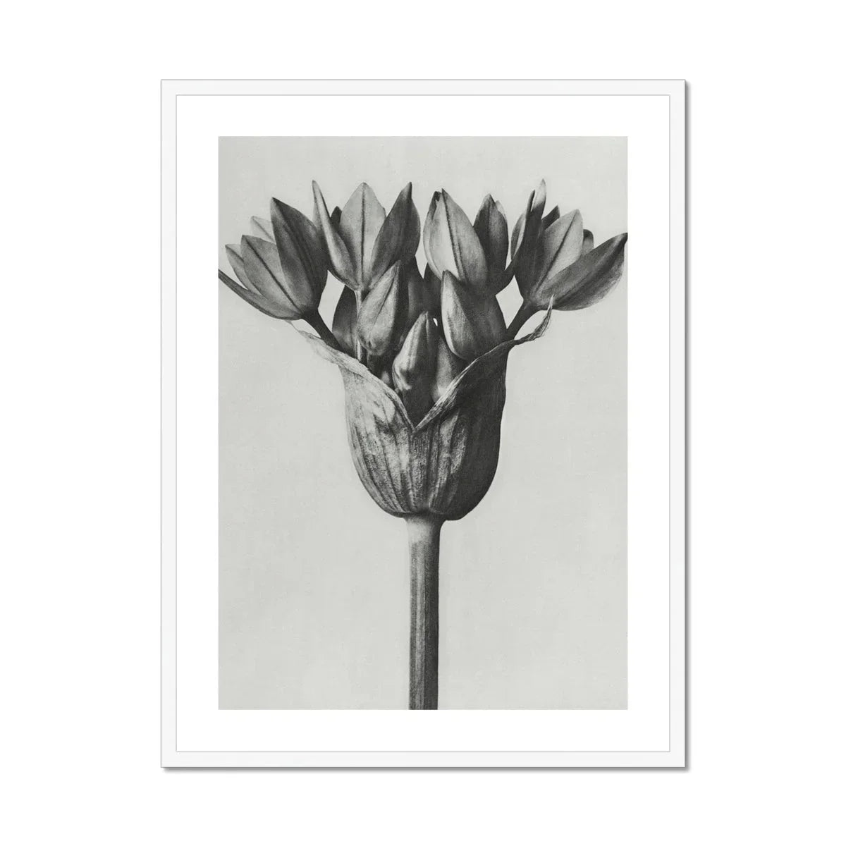 Allium Ostroroskianum (ornamental Onion) - Karl Blossfeldt Art Print, Black White Photograph Flower Head Multiple Petals