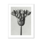 Allium Ostroroskianum (ornamental Onion) - Karl Blossfeldt Art Print, Black White Photograph Flower Head Multiple Petals
