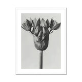 Allium Ostroroskianum (ornamental Onion) - Karl Blossfeldt Art Print, Black White Photograph Flower Head Multiple Petals