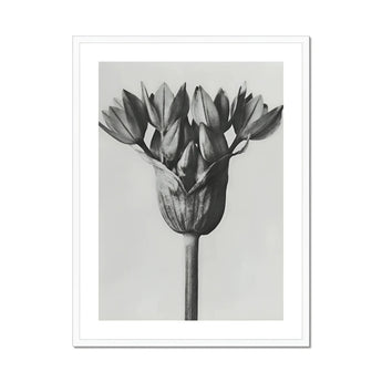 Allium Ostroroskianum (ornamental Onion) - Karl Blossfeldt Art Print, Black White Photograph Flower Head Multiple Petals