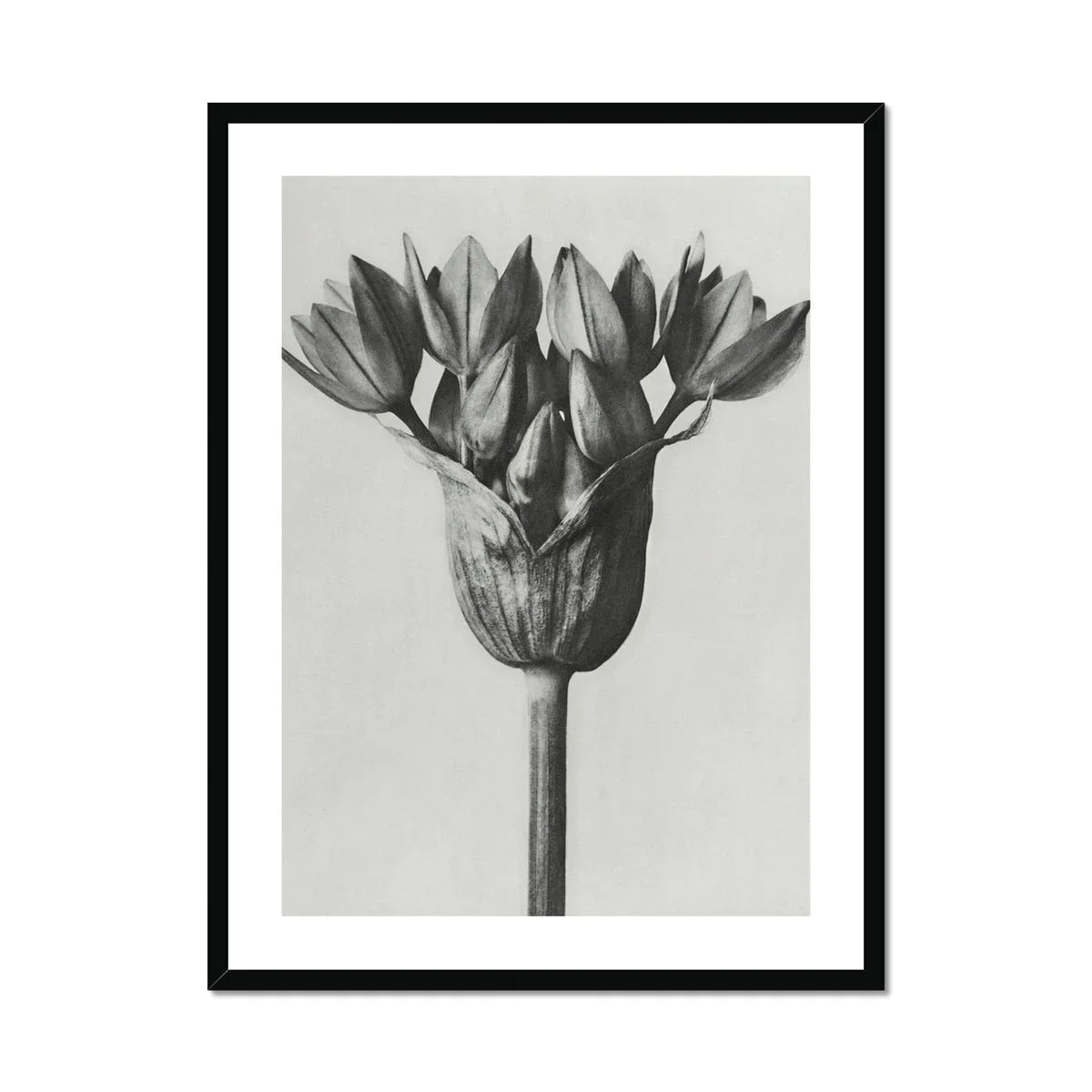 Allium Ostroroskianum (ornamental Onion) - Karl Blossfeldt Art Print, Black White Photograph Flower Head Multiple Petals