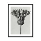 Allium Ostroroskianum (ornamental Onion) - Karl Blossfeldt Art Print, Black White Photograph Flower Head Multiple Petals