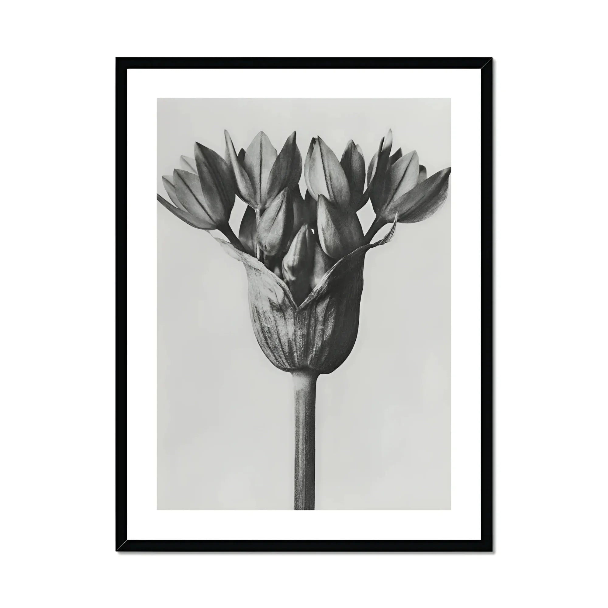 Allium Ostroroskianum (ornamental Onion) - Karl Blossfeldt Art Print, Black White Photograph Flower Head Multiple Petals