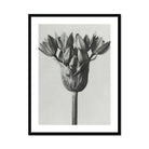 Allium Ostroroskianum (ornamental Onion) - Karl Blossfeldt Art Print Posters Prints & Visual Artwork