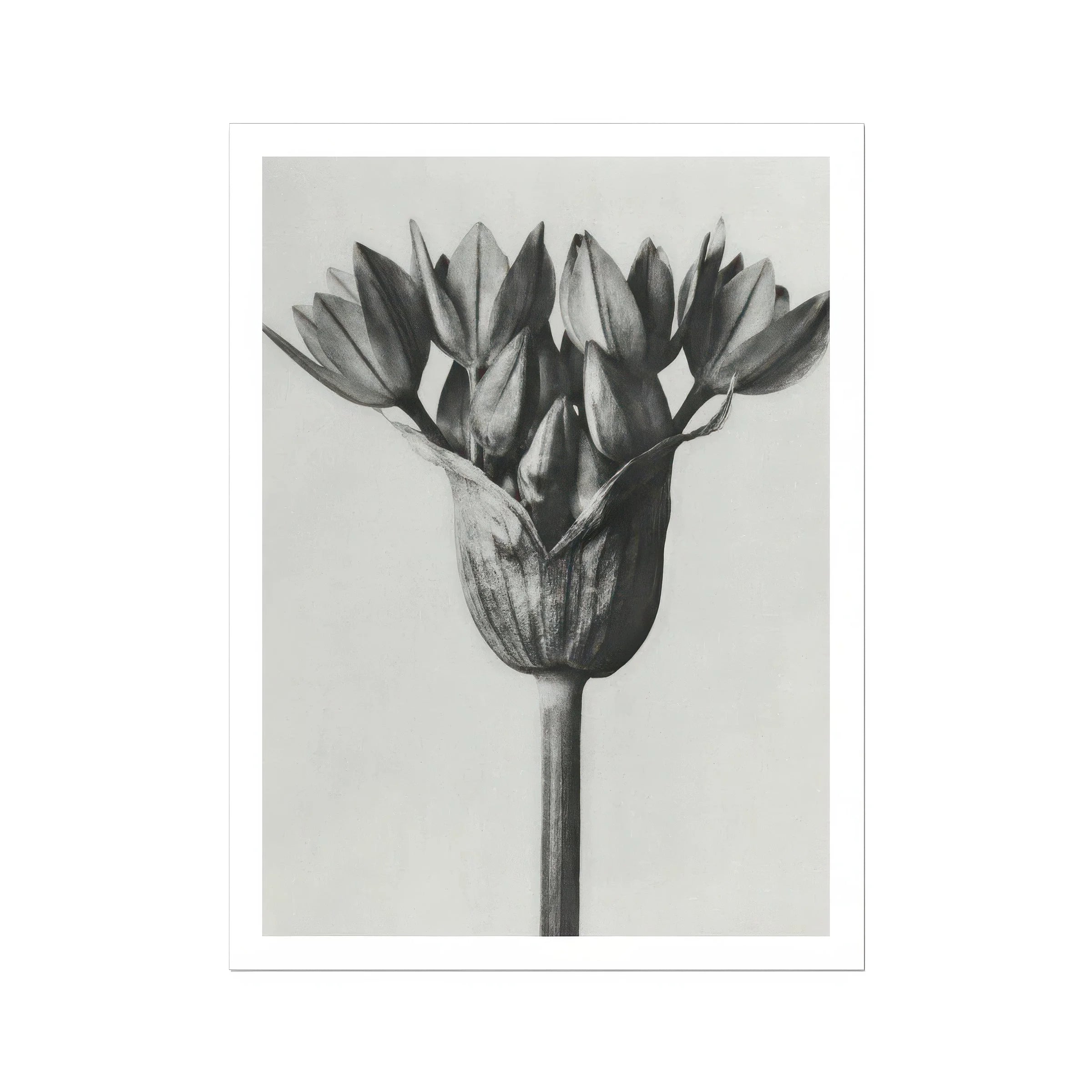 Allium Ostroroskianum (ornamental Onion) - Karl Blossfeldt Art Print Posters Prints & Visual Artwork