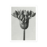Allium Ostroroskianum (ornamental Onion) - Karl Blossfeldt Art Print, Black White Photograph Allium Stem Clustered Blooms
