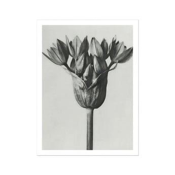 Allium Ostroroskianum (ornamental Onion) - Karl Blossfeldt Art Print, Black White Photograph Allium Stem Clustered Blooms