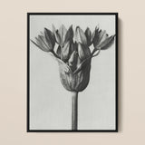 Allium Ostroroskianum (ornamental Onion) - Karl Blossfeldt Art Print / Canvas, 12x16’’ / 31x41cm / Black Frame, Posters Prints & Visual