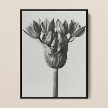 Allium Ostroroskianum (ornamental Onion) - Karl Blossfeldt Art Print / Canvas, 12x16’’ / 31x41cm / Black Frame, Posters Prints & Visual