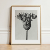 Allium Ostroroskianum (ornamental Onion) - Karl Blossfeldt Art Print / Canvas, 12x16’’ / 31x41cm / Natural Frame / Matboard, Posters Prints