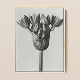 Allium Ostroroskianum (ornamental Onion) - Karl Blossfeldt Art Print / Canvas, 12x16’’ / 31x41cm / Natural Frame, Posters Prints & Visual