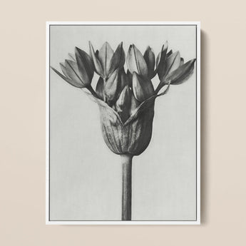 Allium Ostroroskianum (ornamental Onion) - Karl Blossfeldt Art Print / Canvas, 12x16’’ / 31x41cm / White Frame, Posters Prints & Visual