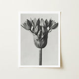 Allium Ostroroskianum (ornamental Onion) - Karl Blossfeldt Art Print / Canvas Black-and-white Photographic Tulip Bud Natural Unopened