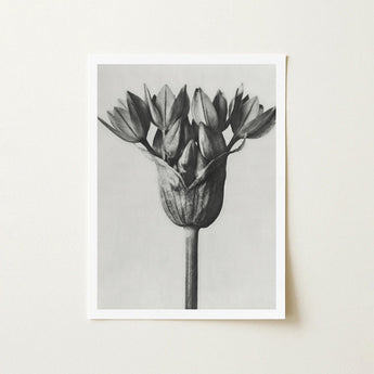 Allium Ostroroskianum (ornamental Onion) - Karl Blossfeldt Art Print / Canvas Black-and-white Photographic Tulip Bud Natural Unopened