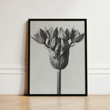 Black-framed Black-and-white Photographic Print Tulip Bud Karl Blossfeldt, Allium Ostroroskianum, Blossfeldt’s Meticulous Capture