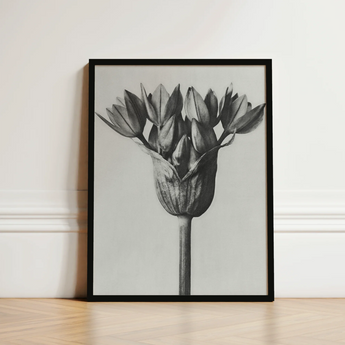 Black-framed Black-and-white Photographic Print Tulip Bud Karl Blossfeldt, Allium Ostroroskianum, Blossfeldt’s Meticulous Capture