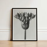 Black-framed Black-and-white Photographic Print Tulip Bud Bloom Light Karl Blossfeldt, Allium Ostroroskianum, Blossfeldt’s Meticulous