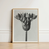 Minimalist Black-and-white Framed Art Print Detailed Botanical Photograph Karl Blossfeldt, Allium Ostroroskianum, Blossfeldt’s Meticulous