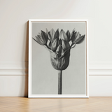Black-and-white Framed Photograph Tulip Bud Grayscale Tones Encased Karl Blossfeldt, Allium Ostroroskianum, Blossfeldt’s Meticulous Capture