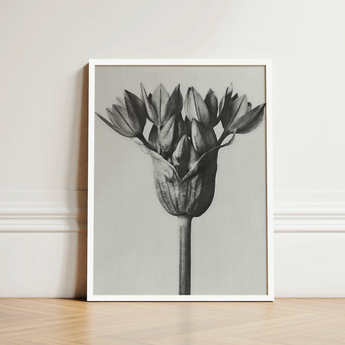 Black-and-white Framed Art Print Close-up Onion Flower Delicate Karl Blossfeldt, Allium Ostroroskianum, Blossfeldt’s Meticulous Capture