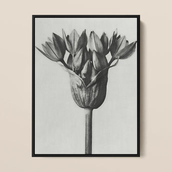 Allium Ostroroskianum (ornamental Onion) - Karl Blossfeldt Art Print / Canvas Black-framed Black-and-white Botanical Print Detailed