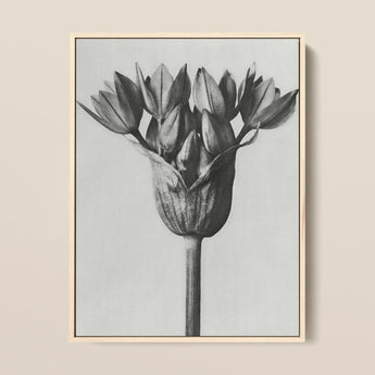 Allium Ostroroskianum (ornamental Onion) - Karl Blossfeldt Art Print / Canvas Black-and-white Botanical Print Tulip Bud Light Wood Frame