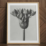 Allium Ostroroskianum (ornamental Onion) - Karl Blossfeldt Art Print / Canvas Black-and-white Framed Botanical Print Detailed Monochromatic