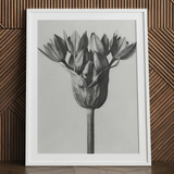 Allium Ostroroskianum (ornamental Onion) - Karl Blossfeldt Art Print / Canvas Black White Framed Photograph Tulip Bud Encased Clean Karl